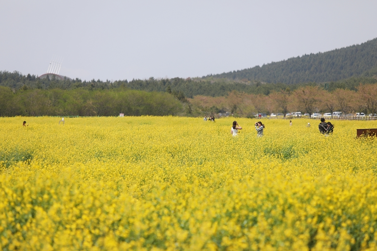 済州・西帰浦で菜の花ウォーキング大会開催