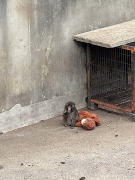 BLACKPINKリサ、日本の動物園で話題の子ザル「パンチくん」と対面