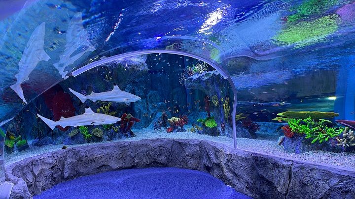 海雲台ビーチ目の釜山観光で寄りたい水族館