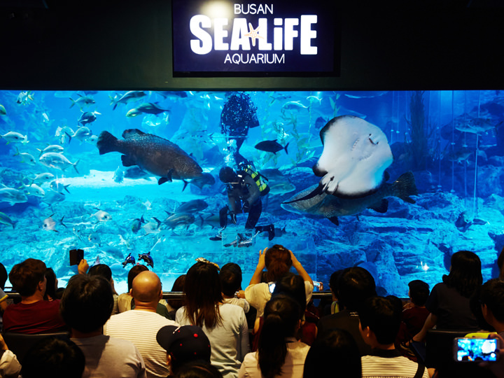 海雲台ビーチ目の釜山観光で寄りたい水族館