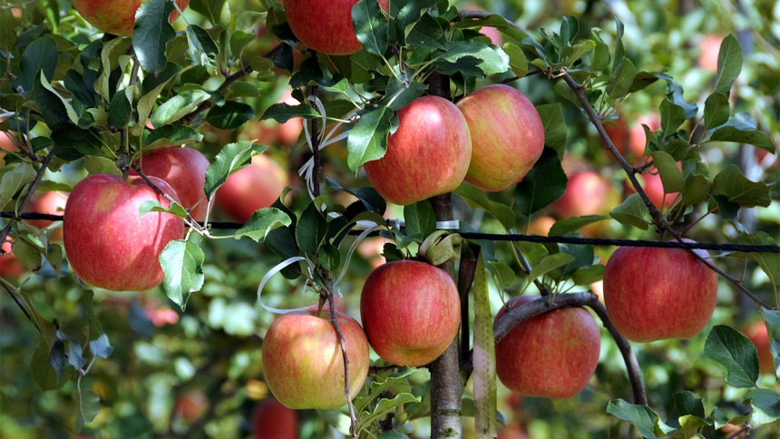 韓国人の糖類摂取1位はりんご　炭酸飲料を上回る結果に