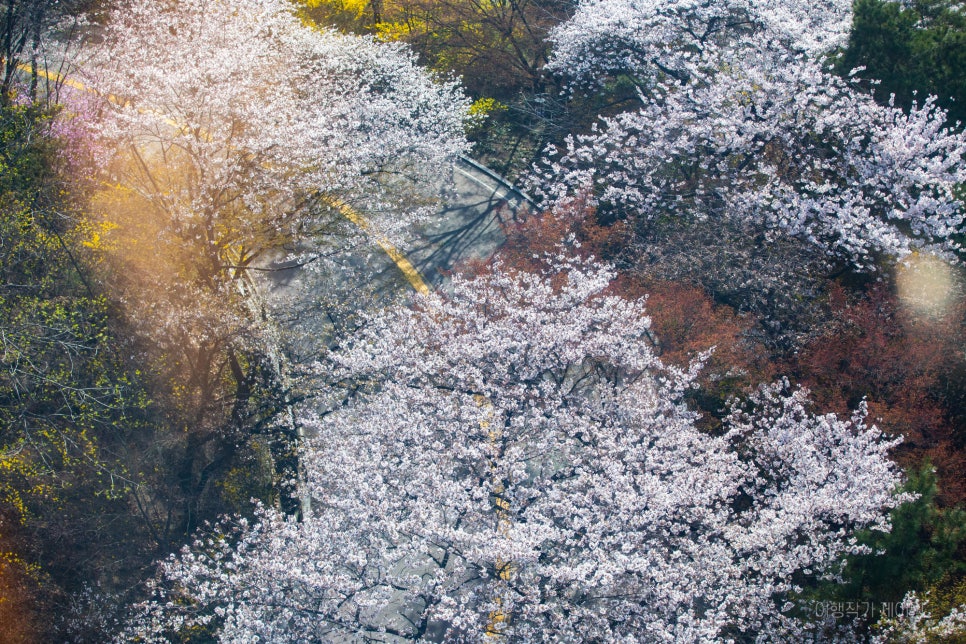 南山ケーブルカーから望む、春の桜絶景