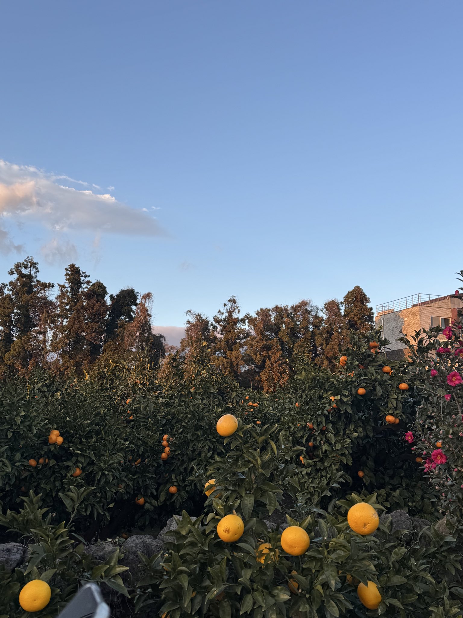 両親や友達と行く済州島旅行　ゆったり回れるおすすめコース
