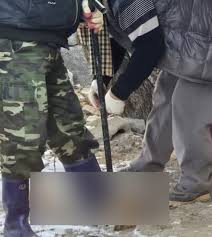 「養子」のはずが食用に　子犬3匹めぐり衝撃