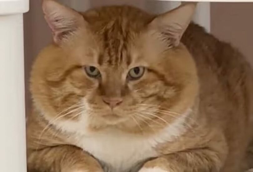 山火事から生還した“ボス猫”　圧倒的な顔の大きさで話題に