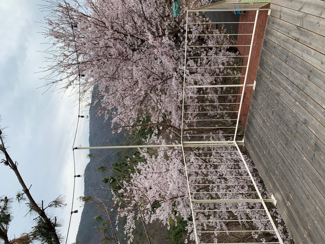 慶州、仏国寺方面観光に最適、肉と桜の贅沢ルート