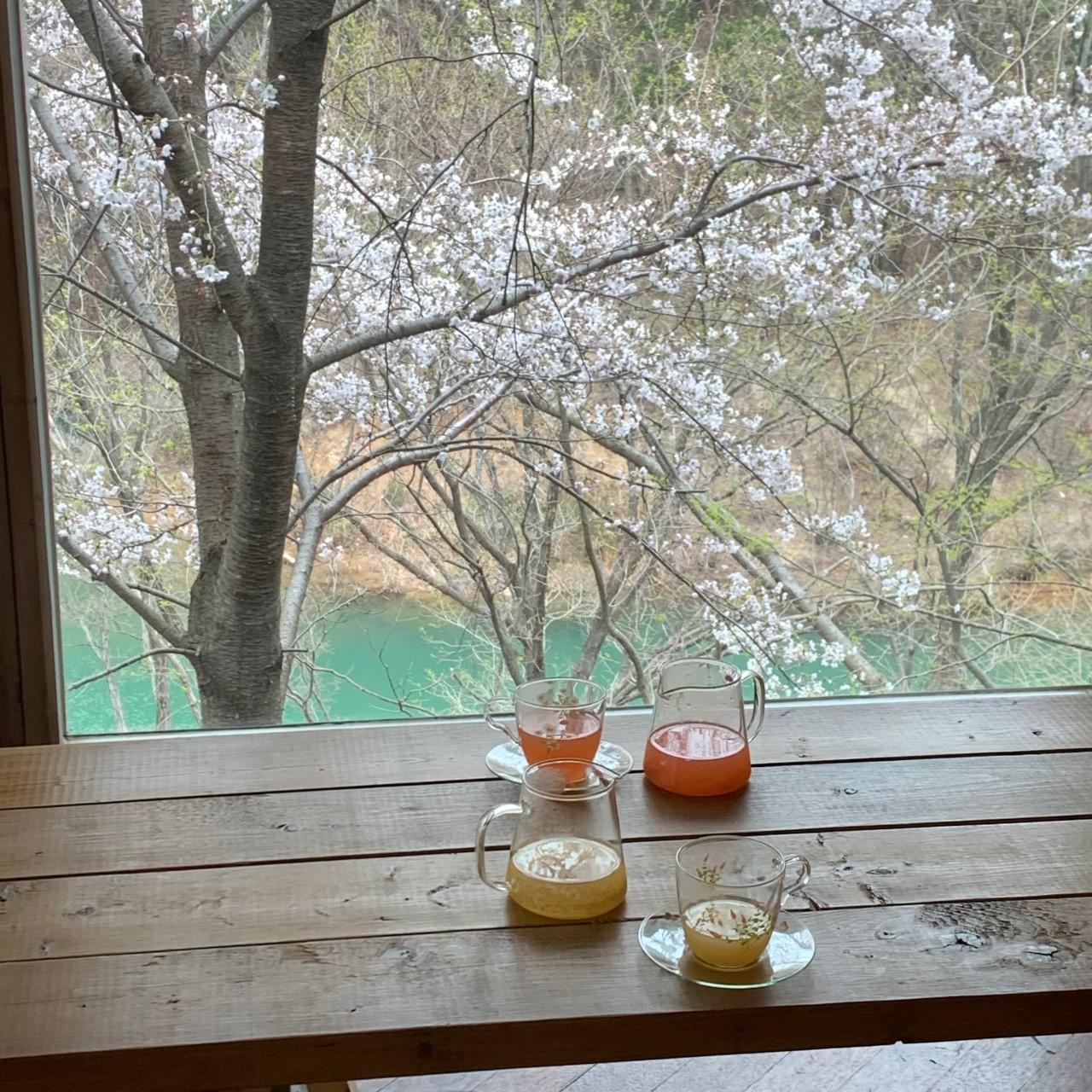 慶州、仏国寺方面観光に最適、肉と桜の贅沢ルート