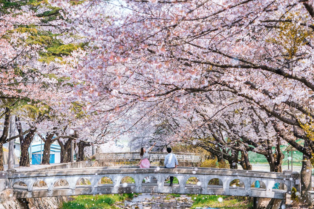 桜の名所・鎮海で開催、軍港祭の見どころ
