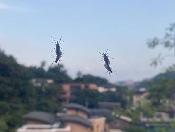 人には無害だけど気持ち悪い…ラブバグが急増した理由と対処法