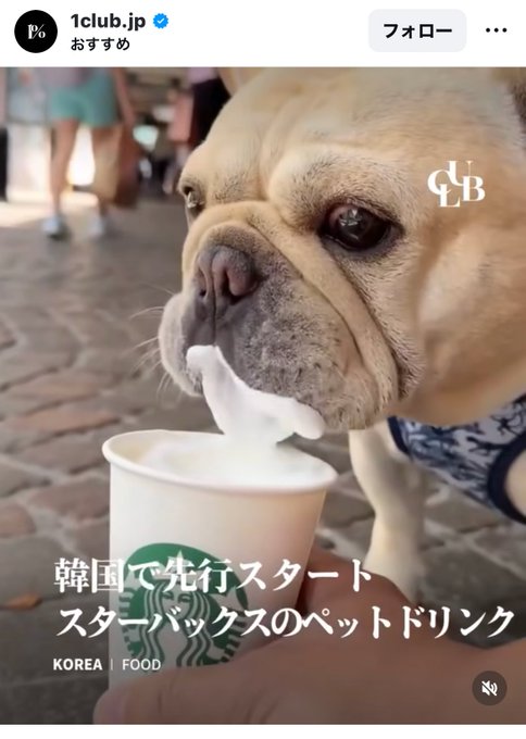 犬もスタバを飲む時代⁉韓国スタバで犬用ドリンク“パプチーノ”が登場してた